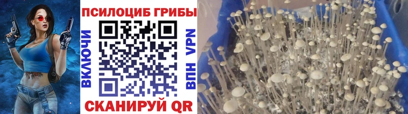 Псилоцибиновые грибы Magic Shrooms  Минусинск 